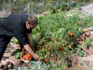 Cooking Class - Santa Cruz Seafood in South Bay & Peninsula: Chef's garden