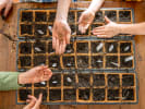 Online Cooking Class - A Homegrown Microgarden: people making an edible microgarden
