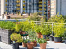 Food Tour - The Sustainable Side of Harlem in Manhattan: roof garden
