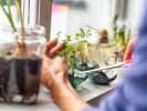 Online Cooking Class - A Homegrown Microgarden: snipping herbs