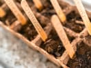 Online Cooking Class - A Homegrown Microgarden: sticks with the names of herbs in a microgarden