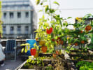 Food Tour - The Sustainable Side of Harlem in Manhattan: urban gardening