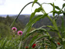 Cooking Class - Mountaintop Grilling in South Bay & Peninsula: Chef's garden