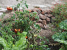 Market Tour + Class - Explore the Santa Cruz Farmers' Market in South Bay & Peninsula: Garden