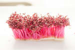 Food Shot 16