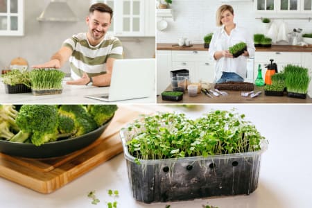 Online Cooking Class: From Seed to Plate: Grow Microgreens