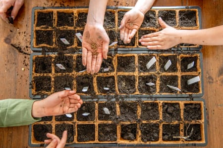 A Homegrown Microgarden