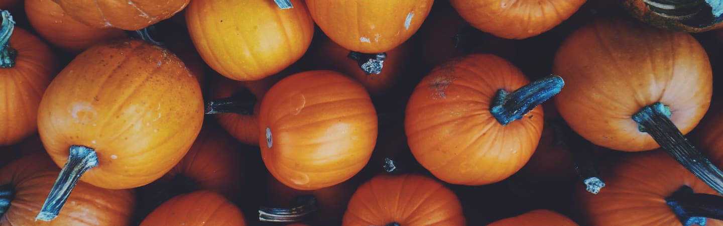 Fall in Love With Cozymeal