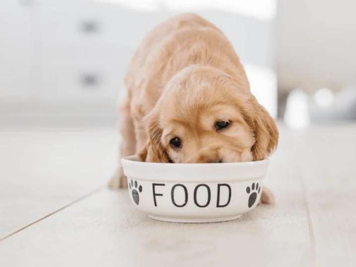 Make Your Own Pet Bowl