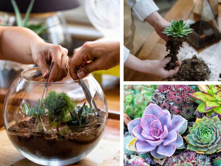 Spectacular Succulent Terrarium