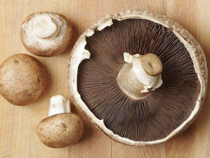Portobello Mushroom | Classpop Shot