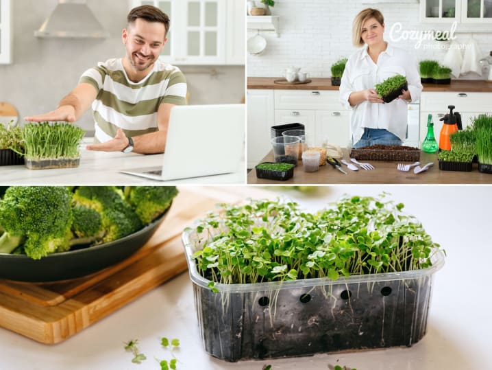 Online Cooking Class - From Seed to Plate: Grow Microgreens: Online Cooking Class   Grow and Use Micro Greens at Home