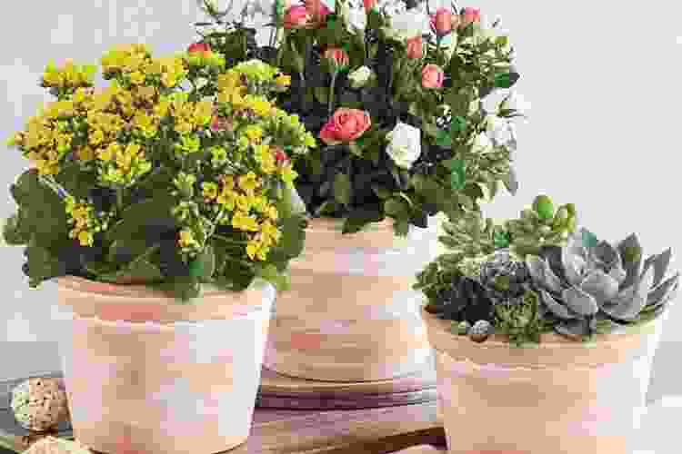 Gifts for MotherinLaw Best for 2023 Cozymeal