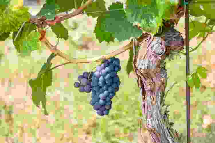 French Wine Regions Wines of France Cozymeal