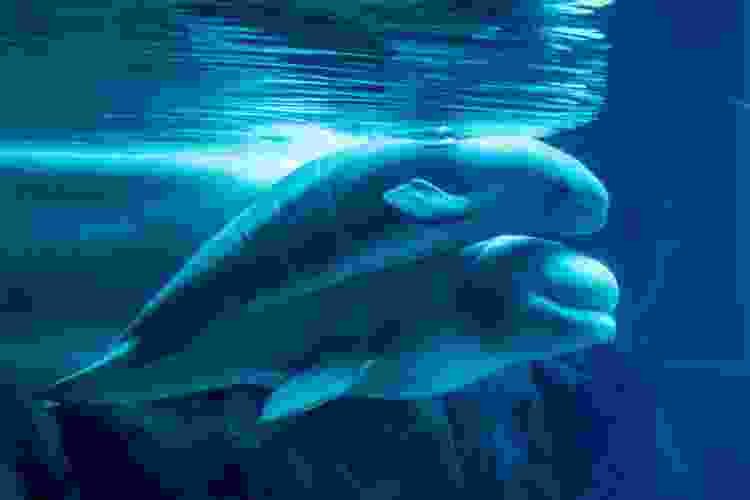 two belugas swimming together in an aquarium