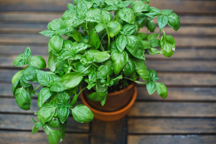 Basil herb garden ideas