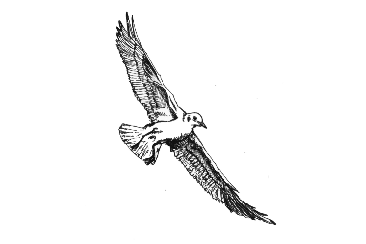 Bird sketch