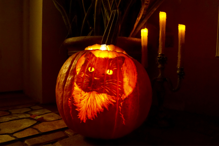 intricate and detailed portrait of a cat carved into pumpkin