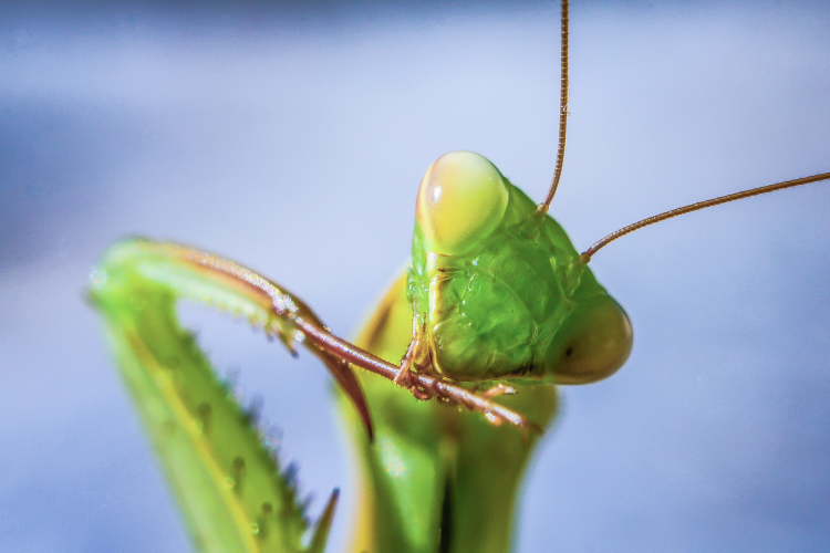 praying mantis break rule of thirds photography