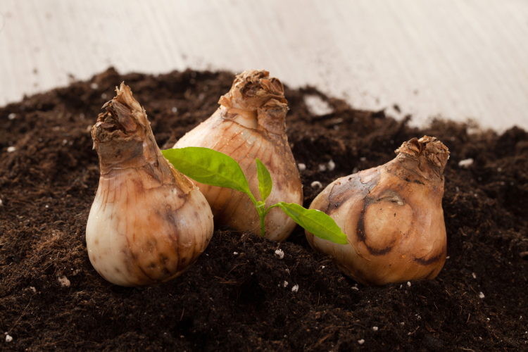 Flower bulbs