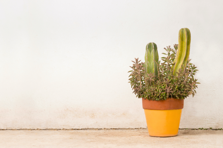 Cactus planter container garden idea