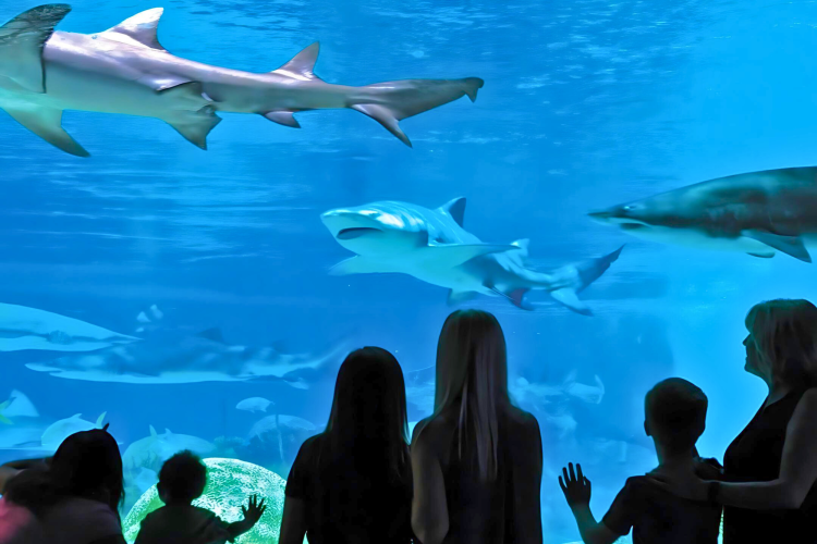 OdySea Aquarium
