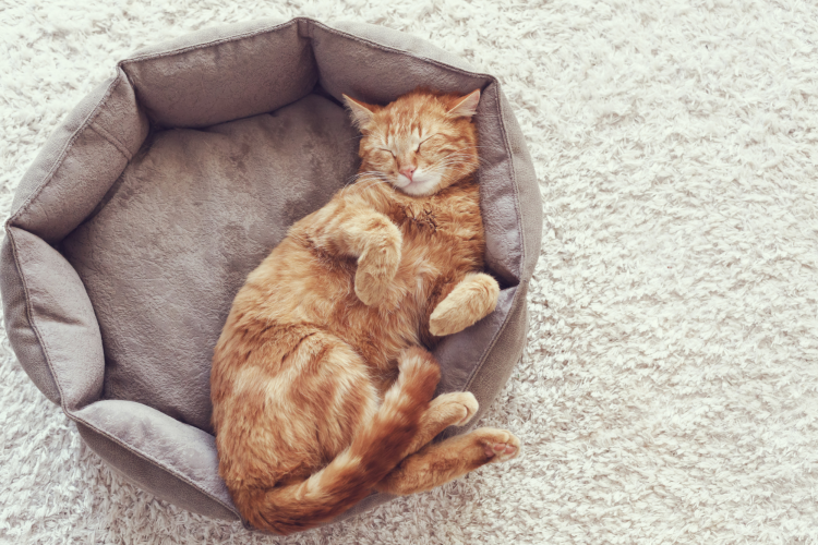 Plush Cat bed