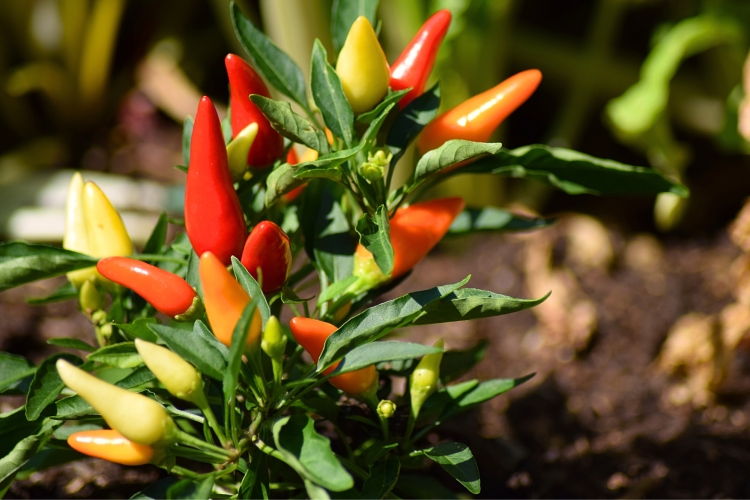 Chili peppers in garden