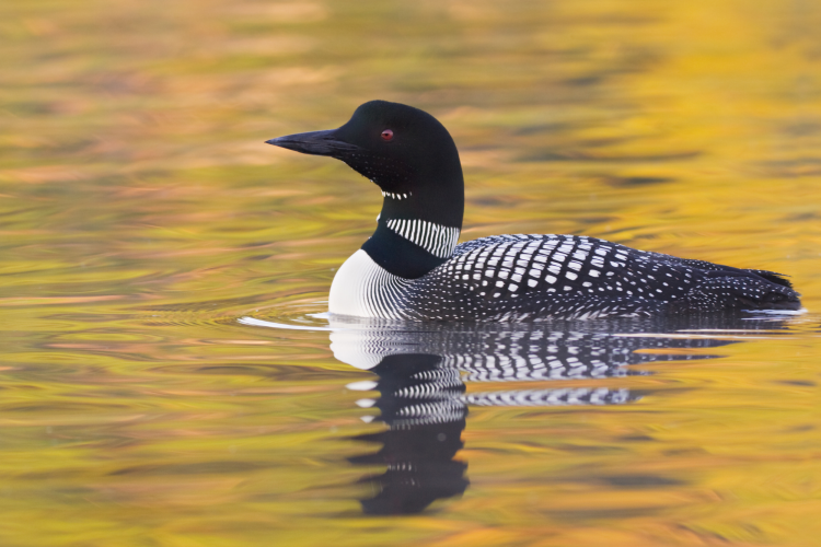 Common Loon