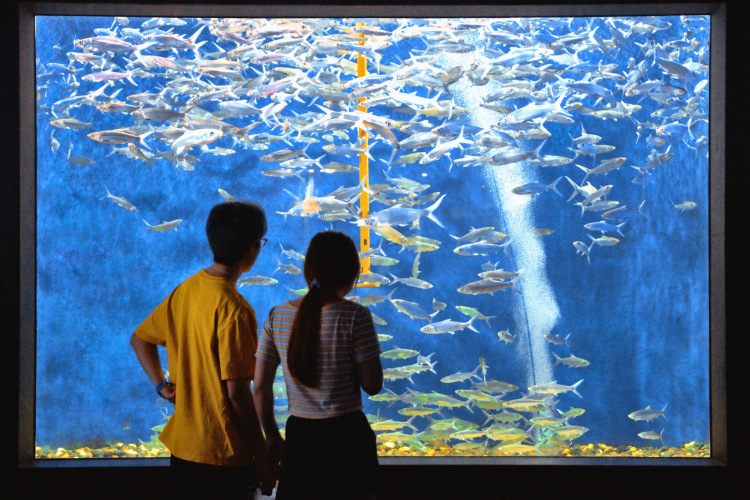 Couple at the aquarium