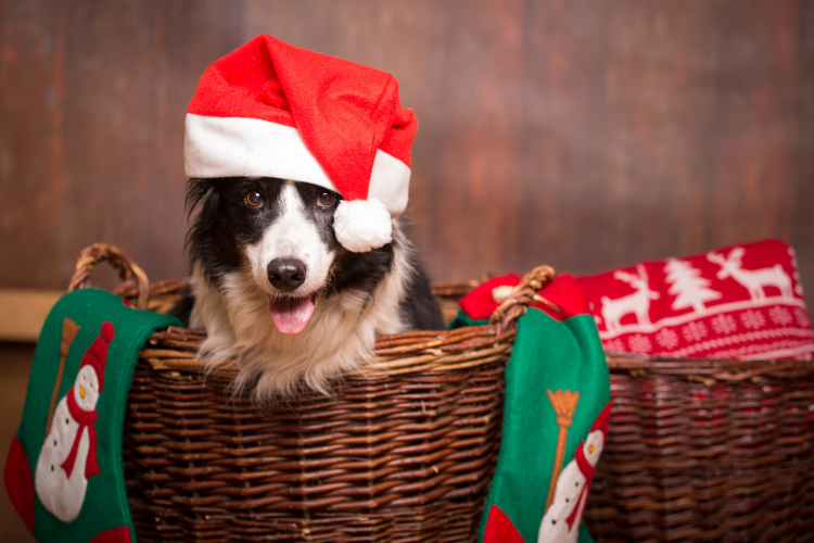 dog treats white elephant gift idea