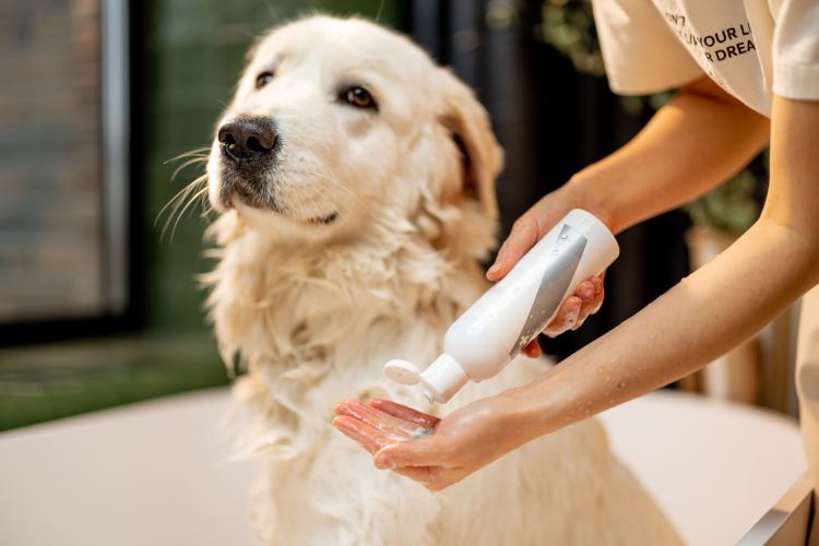 Dog wash