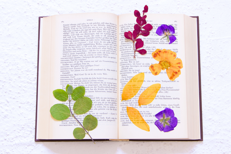 open book with pressed flowers in the middle