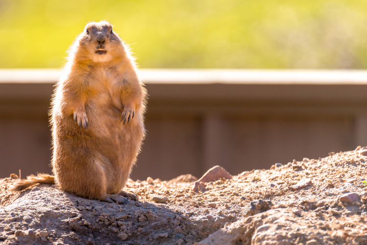 Groundhog Day is a February all about this furry creature.