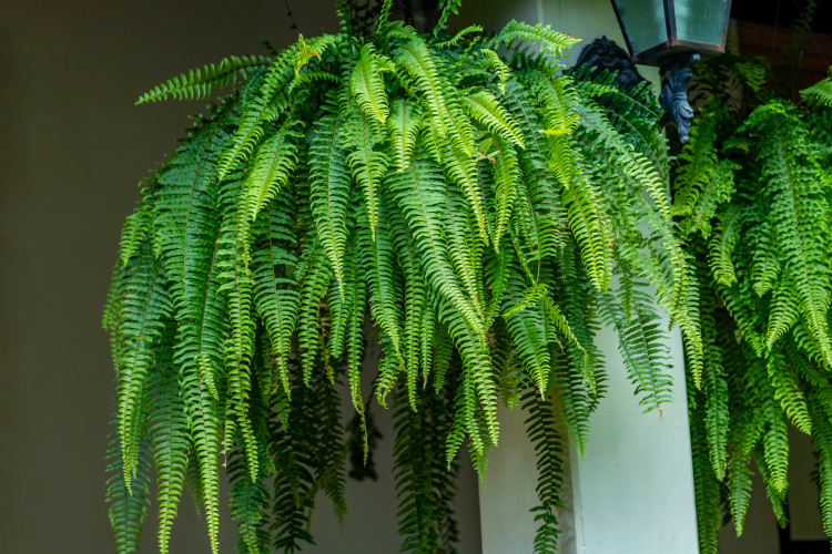 Hanging fern for container garden idea