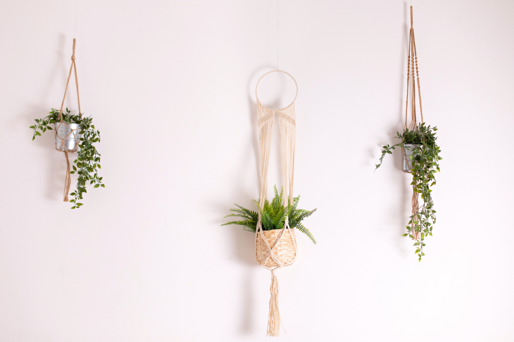 Hanging plants on wall