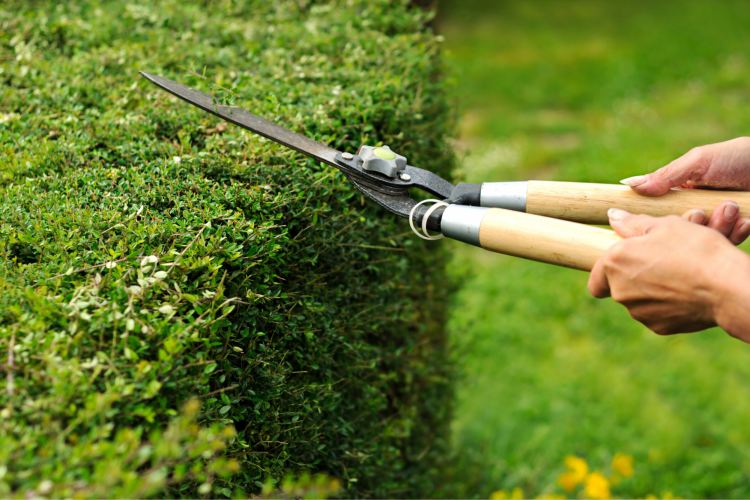 Man trimming hedge
