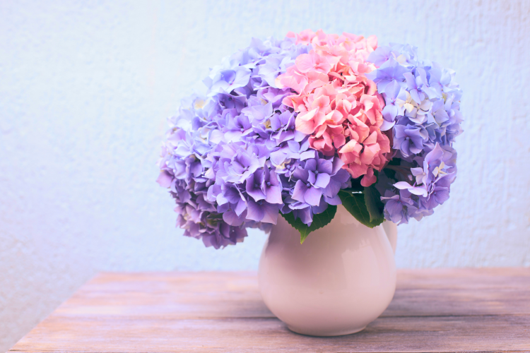 Pink and purple Hydrangeas are a pretty Valentines flower idea.