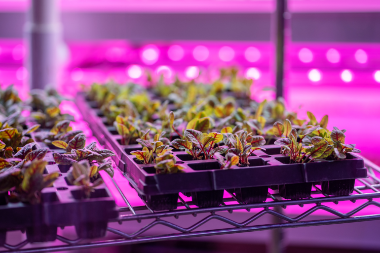 Hydroponic Garden