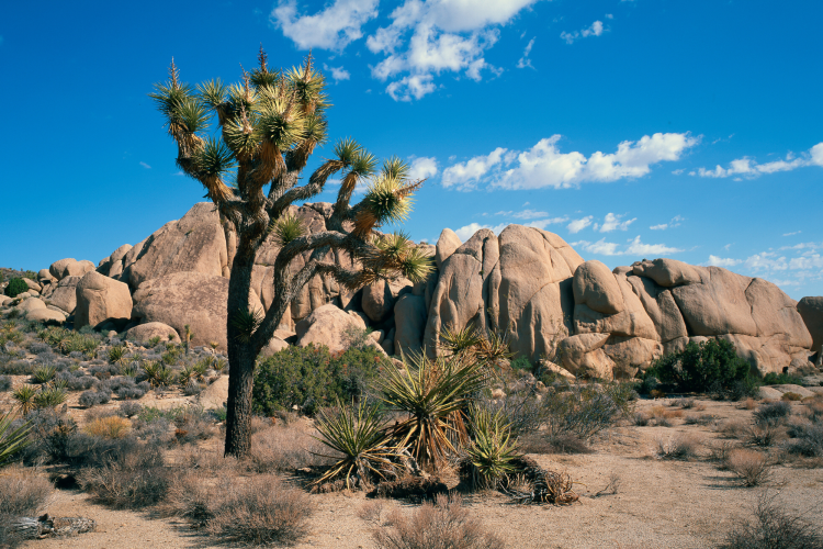 Joshua Tree National Park as 30th Birthday Trip Idea