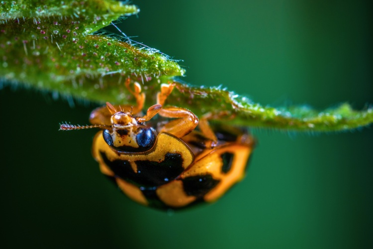 macro photograph of a ladybug