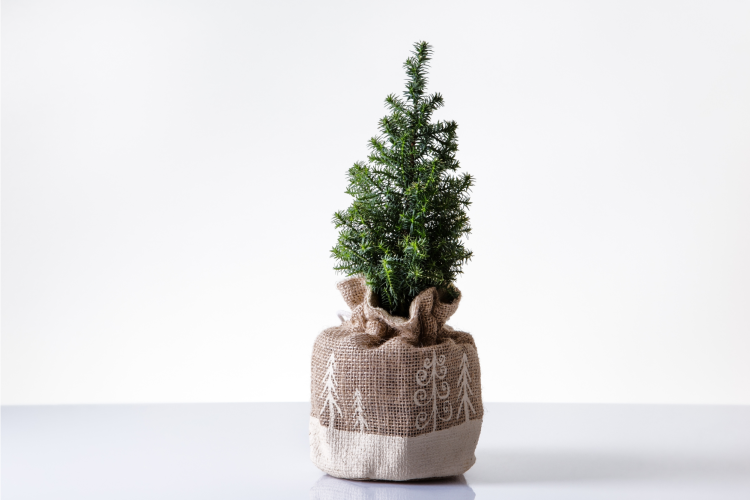 Mini Pine Tree in burlap sack