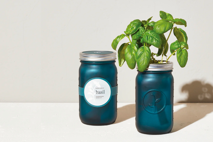growing basil in cute blue mason jar
