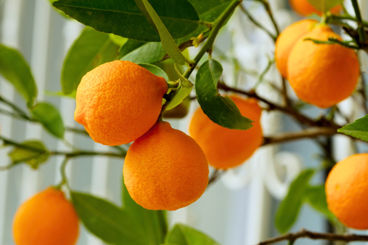 oranges are good food that gives you energy