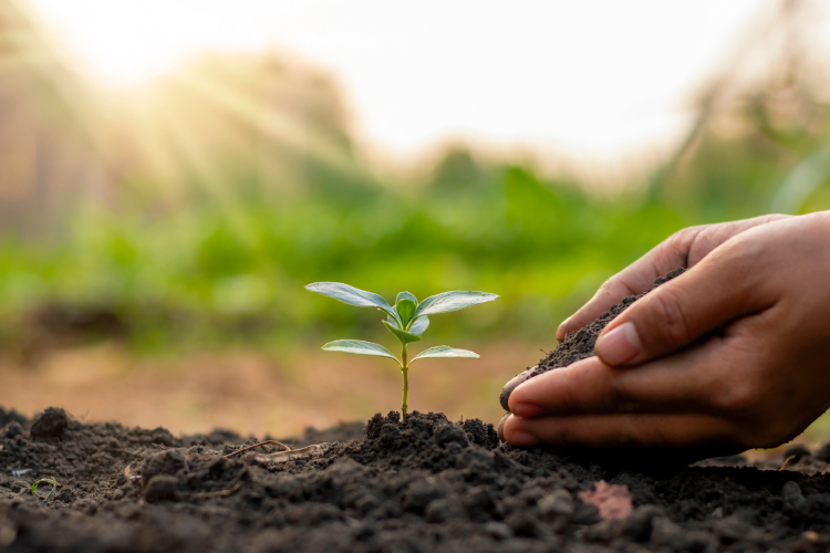 planting small tree