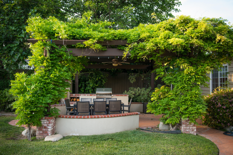 Pergola in backyard