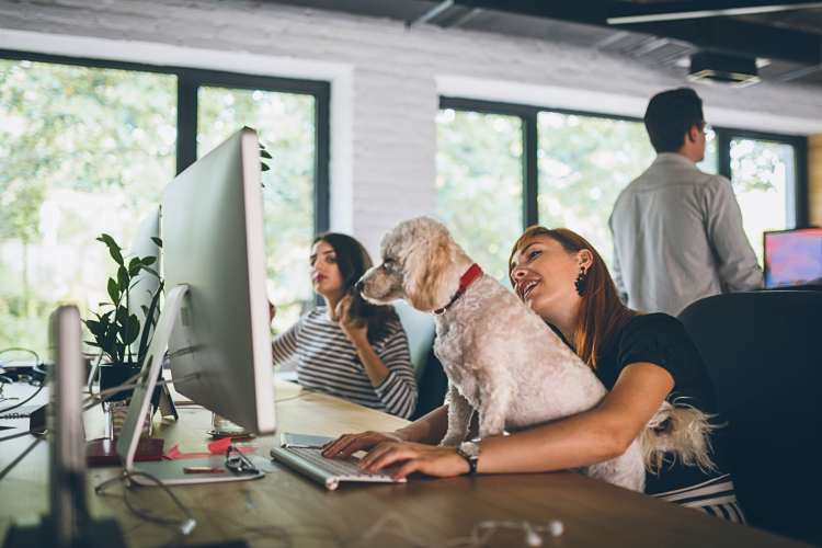 Perks at work can include bringing your pet to the office