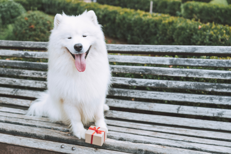 happy white dog on bench with small wrapped gift
