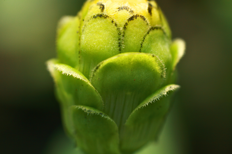 plant composed in macro photograph
