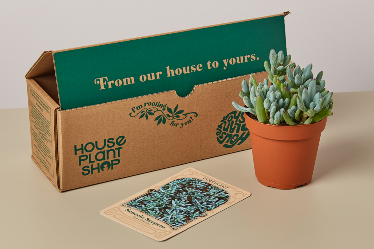 plant subscription gift for millennials